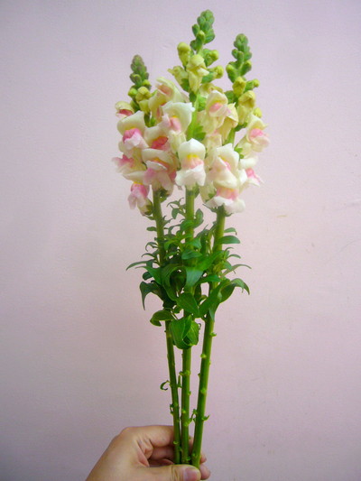 メリーランドアップル