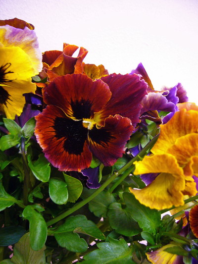 レッドレオパード