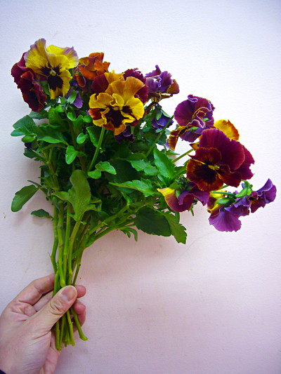 レッドレオパード