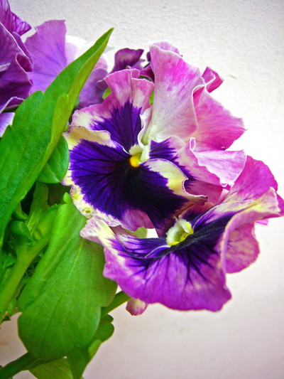 ローズトリカラー