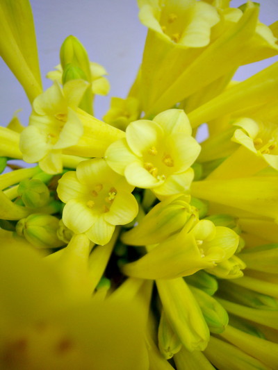 キルタンサス2L