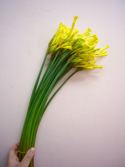 キルタンサス2L