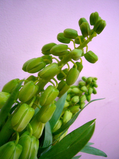 アイボリーベル