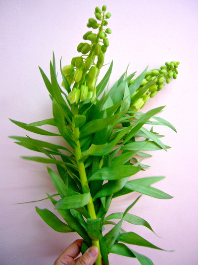 アイボリーベル