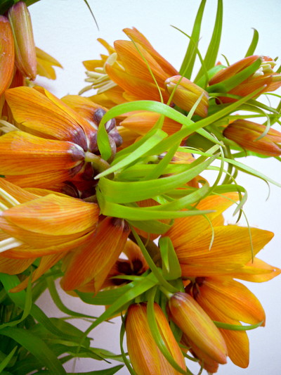 インペリアリス　オレンジスイート