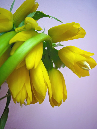 インペリアリス（フリチラリア）