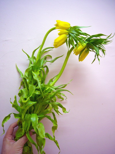 インペリアリス（フリチラリア）