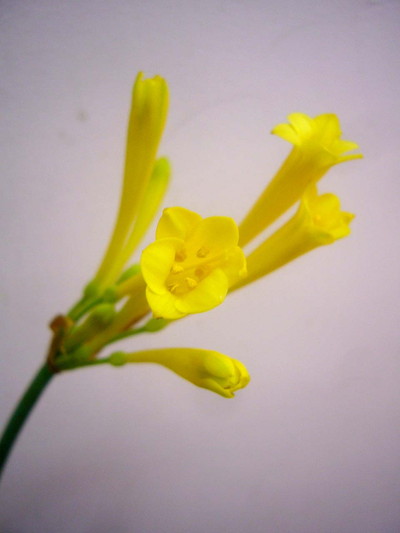 キルタンサス　イエロー