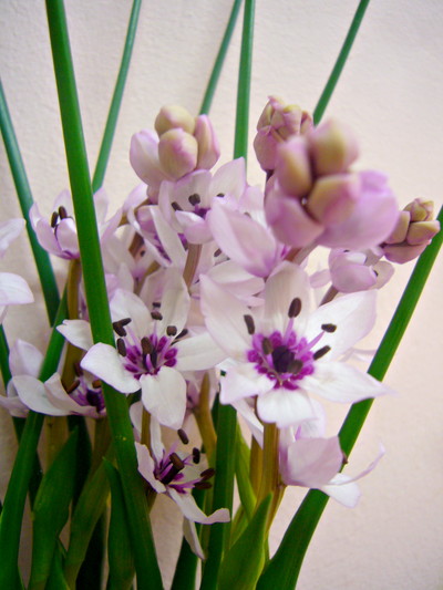 クリスタルリリー