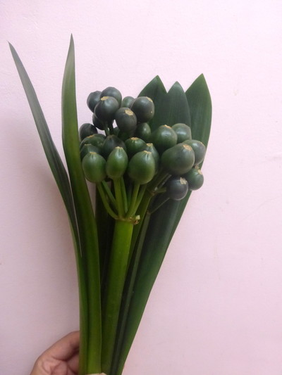 クンシランの実