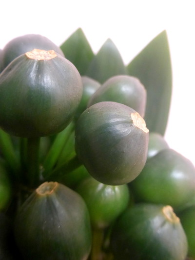 クンシランの実