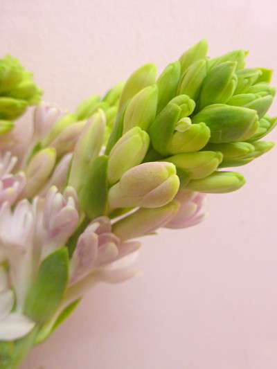 センセーション（チューベローズ）