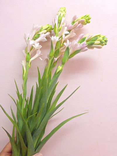 センセーション（チューベローズ）