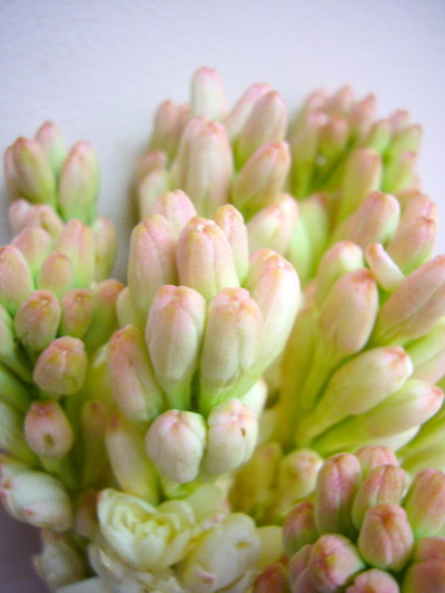 ダブルホワイト