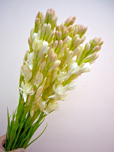 ダブルホワイト