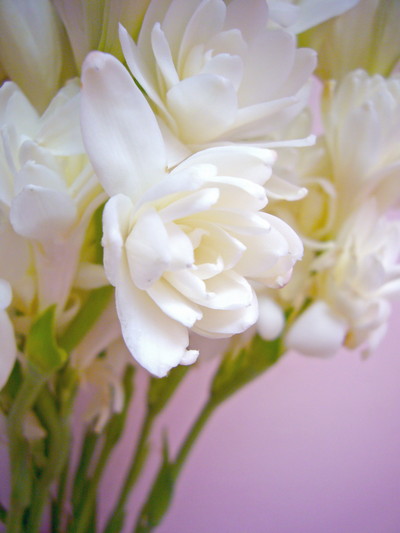 チューベローズ