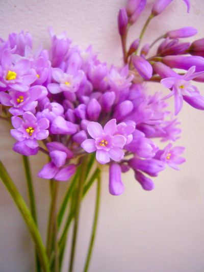 ツルバキアピンク