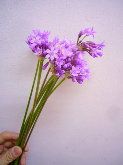 ツルバキアピンク