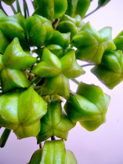 フリチラリア　シード