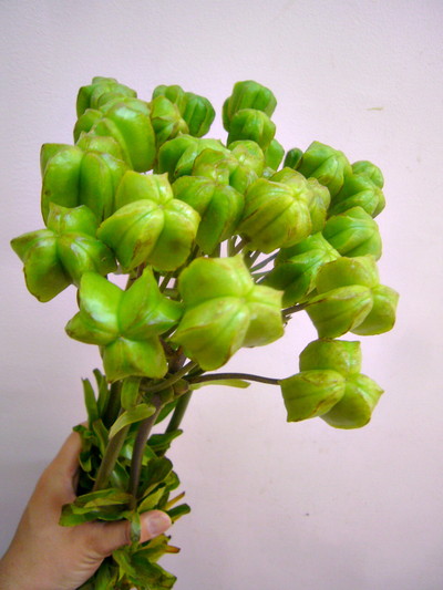 フリチラリア　シード