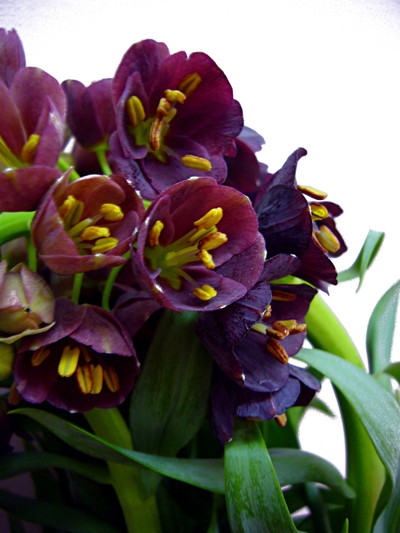 フリチラリアペルシカ