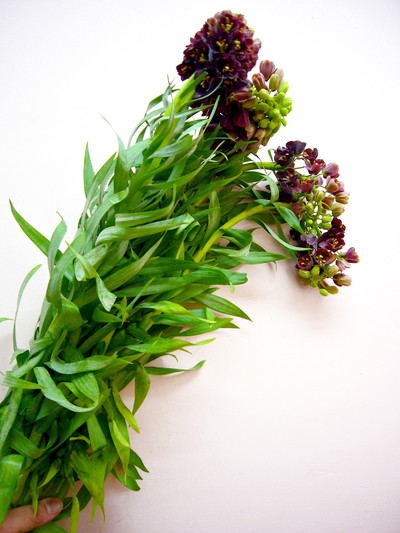 フリチラリアペルシカ