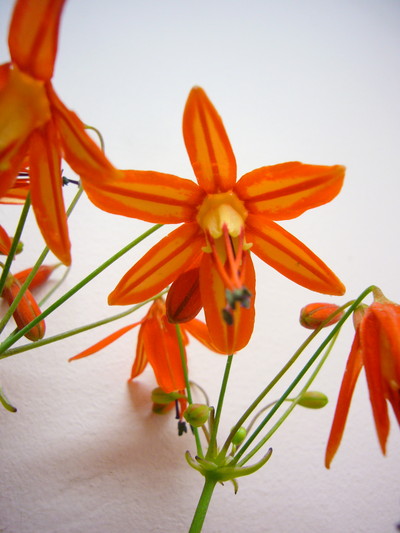 ベッセラエレガンス