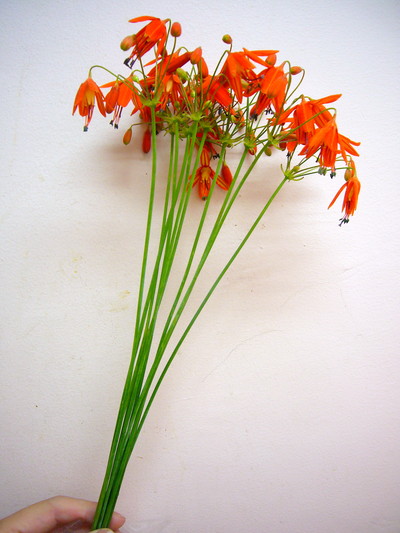 ベッセラエレガンス