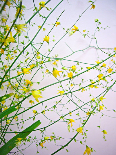 メラスフェルラ