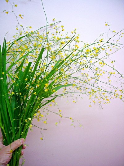 メラスフェルラ