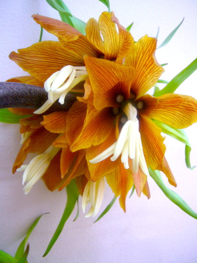 ルーブラマキシマ