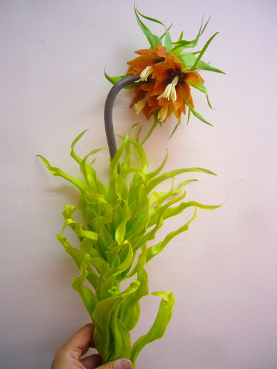 ルーブラマキシマ