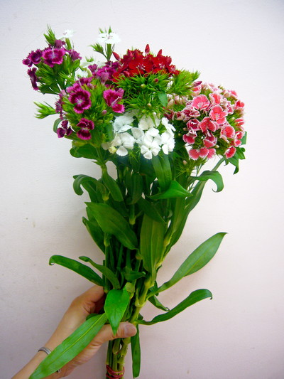 チェリR／クリス　ホカ