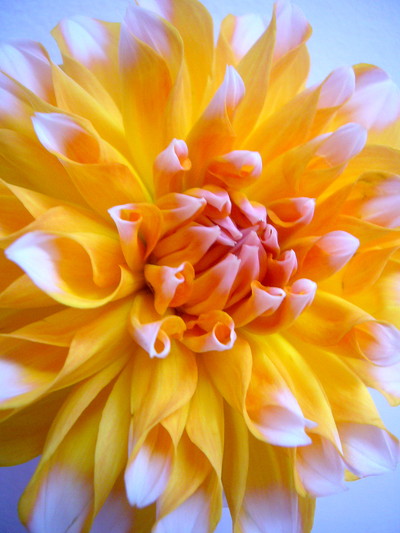 Pペアビューティー