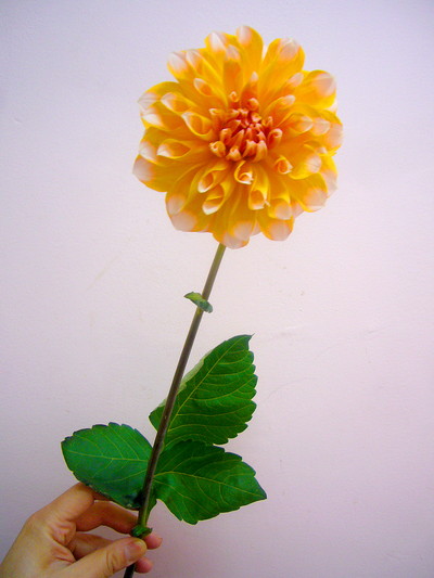 Pペアビューティー