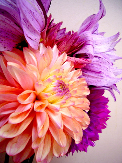 ダリアミックス さいとう花園