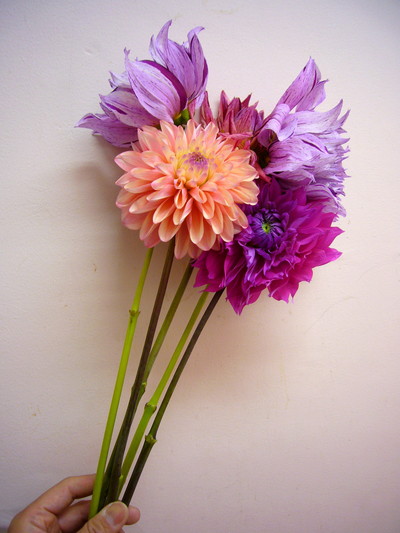 ダリアミックス さいとう花園