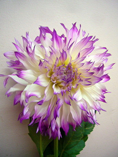 ウェディングマーチ