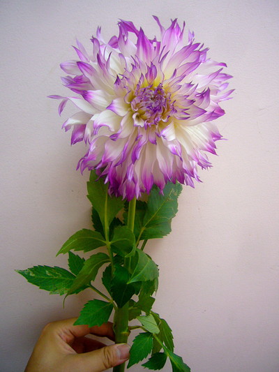 ウェディングマーチ