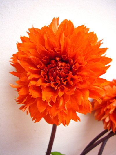 オレンジクッション