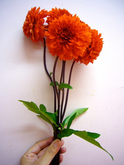 オレンジクッション