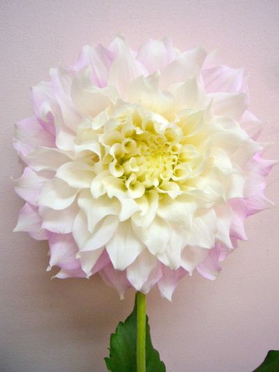 ギッツパーフェクション