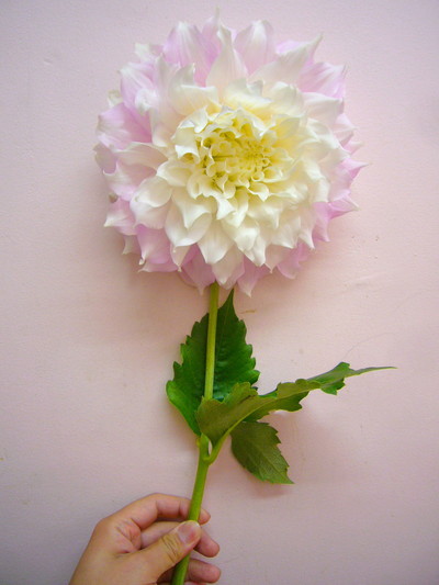 ギッツパーフェクション