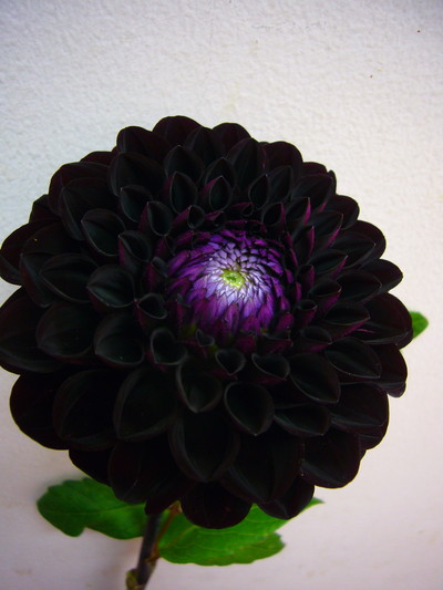 ナマハゲノワール