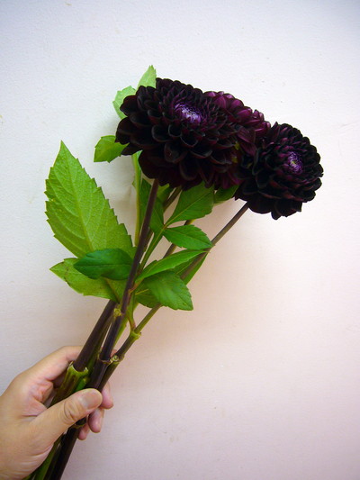 ナマハゲノワール