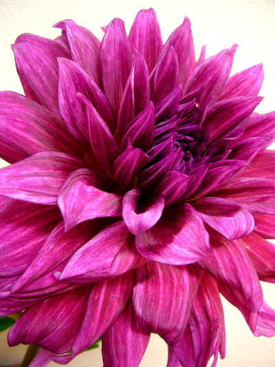 ナマハゲマジック