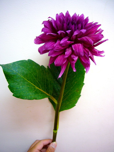 ナマハゲマジック