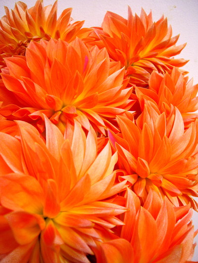 ハミルトンリリアン