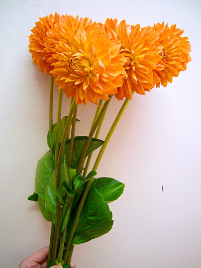 ハミルトンリリアン