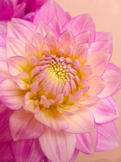 ブライダルピンク